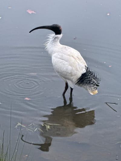 A solitary Australian White Ibis stands in shallow water at a location in Potts Point, Australia, evidenced by the presence of water, foliage, and the distinct morphology of the bird. The ibis, with its characteristic black head and long, curved beak, appears to be foraging or resting. Its white plumage is prominent, contrasting with its dark head and speckled black and white feathers on its rear. The water's surface displays ripples, suggesting movement or the presence of a breeze. The bird's reflection is visible beneath it, distorted by the water's movement. The background is a muted expanse of water with a few scattered, indistinct objects, possibly leaves or debris, floating on the surface. The overall atmosphere is subdued, hinting at overcast conditions or low light.