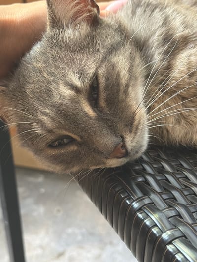 A close-up shot focuses on the face of a gray tabby cat, lying down and resting its head on a dark, woven surface. The cat's eyes are partially closed, giving it a sleepy or content appearance. The fur is detailed, showing variations in gray and brown tones. A human hand is visible in the upper left corner, gently stroking the cat's head. The background is out of focus, but suggests an outdoor setting with some light filtering in. The image is framed tightly, emphasizing the cat's features. The location is identified as Prosena, Bulgaria.