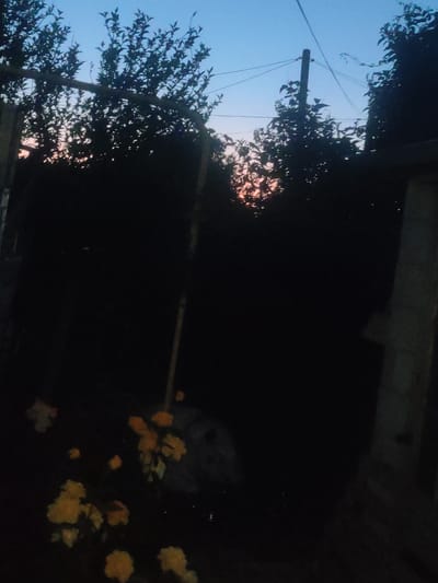 The image depicts a dimly lit outdoor scene, possibly at dusk or dawn, with the sky displaying a gradient of blue to pale orange. Silhouetted against the sky are the branches of trees and foliage. A wooden pole is visible, supporting overhead wires. In the foreground, several yellow flowers are scattered across a dark ground. The overall setting suggests a garden or natural area within the city of Ternovka, Moldova. There are no people or specific actions depicted in the image.