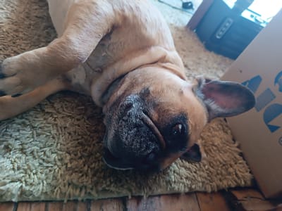 In an indoor setting, a fawn-colored French Bulldog lies on its back on a shaggy, beige rug. The dog's head is tilted to the side, facing the camera, with its eyes partially closed and its snout wrinkled. Its ears are perked up. To the right of the dog, a portion of a cardboard box with blue markings is visible, and behind it, a black electronic device with illuminated buttons can be seen. The background also includes wooden flooring. The location is the city of Tsialushski Sel'ski Sovet, Belarus.