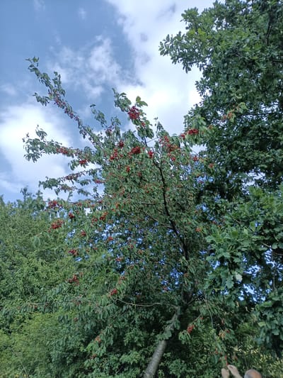 The image shows a tree laden with ripe red cherries, set against a backdrop of a cloudy blue sky. The tree's branches are full of green leaves, and the bright red cherries stand out vividly against the foliage. To the right of the cherry tree, a large oak tree with broad green leaves is visible. The scene appears to be outdoors, likely in a rural or garden setting. The lighting suggests it is daytime, possibly late afternoon given the slightly overcast sky. There is a hint of human presence at the bottom right corner of the image, where two hands are visible reaching towards the cherry branches, suggesting someone is about to pick the fruit. The overall mood is peaceful and evokes the abundance of nature. No text is visible in the image.