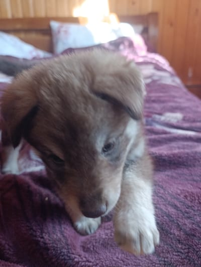 A young puppy with light brown and tan fur is lying on a purple blanket. The puppy's head is tilted downwards, and its right front paw is extended forward. In the background, there is a wooden wall and part of a bed with pillows. The scene appears to be indoors.