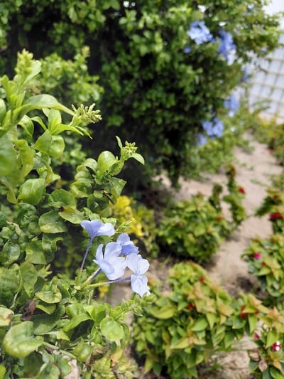 The image displays an array of foliage, predominantly lush green leaves, with a cluster of delicate, light-blue flowers in the foreground. In the background, a wall is covered with more greenery and small red flowers. Some areas are in sharp focus, highlighting intricate leaf details and flower petals, while others are softer. The overall composition evokes a sense of natural abundance and a garden setting.