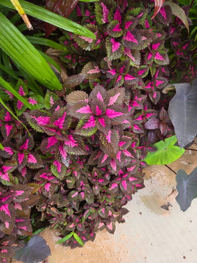 In Koh Toch Village, Cambodia, a close-up, overhead view captures a dense arrangement of coleus plants with vibrant pink and green variegated leaves. The wet foliage suggests recent rain, with water droplets visible on the leaves and the sandy-brown ground, which appears to be a pathway or patio. To the left, broad, glossy green leaves, possibly from a palm or bamboo, arch over the coleus. In the upper right and lower right, large, dark grey, heart-shaped leaves of what appears to be Elephant Ear plants are partially visible. The overall scene is one of lush, tropical foliage after a rainfall.