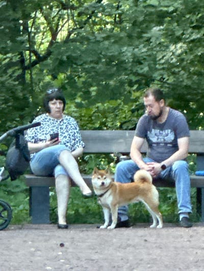 A woman and a man are sitting on a park bench in Lukovnya, Russia. The woman, on the left, is wearing a black and white leopard print shirt and blue capris. She is holding a phone in her left hand and has her legs crossed. A black bag is hanging on a stroller behind her. The man, on the right, is wearing a dark grey t-shirt with a graphic and blue jeans. He has a beard and is looking down with his hands clasped. A shiba inu dog stands in front of the bench, between the two people. The bench is made of wood and metal. The background consists of lush green trees and foliage. The ground in front of the bench is covered with gravel and scattered leaves.