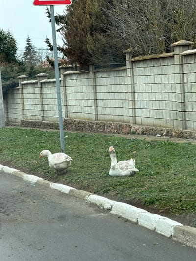 This image depicts an outdoor scene in Sveti Nikola, Bulgaria, featuring two domestic geese on a grassy verge adjacent to an asphalt road.
In the foreground, a dark gray asphalt road with visible cracks and minor debris runs horizontally, bordered on the right by a curb composed of light-colored concrete blocks, some of which are painted white. Immediately beyond the curb is a grassy verge, sparsely covered with green grass and visible patches of soil.
Two predominantly white geese are present on this verge. The goose on the left is standing, facing left and slightly downwards, displaying an orange beak and soiled plumage, particularly around its rear. The goose on the right is resting or sitting on the grass, facing towards the viewer and slightly right, with its head upright. Its plumage also shows areas of dirt and disheveled feathers.
In the midground, a tall fence constructed from light gray concrete blocks with decorative pillar caps extends across the frame. The base of the fence shows signs of dirt and weathering. A gray pole supporting a red-bordered, white triangular road sign (partially obscured) stands to the left of the center.
The background features various vegetation. Directly behind the fence, a dense, dark green and brown coniferous bush is visible. Further back, bare deciduous trees with intricate branch patterns are present, along with taller evergreen trees and hints of distant rooftops under an overcast sky. There are no human figures visible.