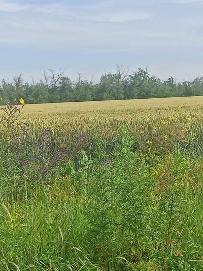 The image depicts a rural landscape near the village of Novoselivka, Ukraine. In the foreground, a patch of tall, green grass is interspersed with small purple and yellow wildflowers. Behind this vibrant undergrowth, a field of golden wheat stretches towards a distant line of trees and a hazy, overcast sky. The wheat stalks are mature and appear ready for harvest. Scattered amidst the wheat are a few more yellow wildflowers. The overall scene is one of natural abundance and agricultural activity.