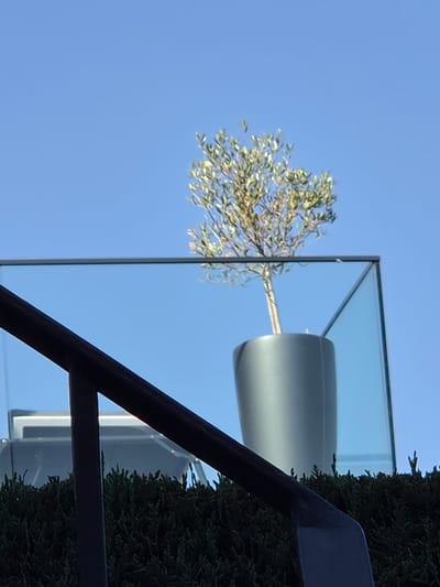 Looking up, the image shows a tree in a gray pot encased in a glass cube. The sky is clear and blue. A dark metal frame is partially visible in the lower right corner, adjacent to a green shrub. The location is Bettembourg, Luxembourg.