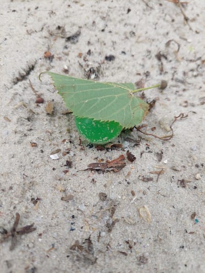 A close-up, ground-level view of a green piece of sea glass nestled under a dry, green leaf on a sandy surface. The sand is light brown and speckled with small pebbles, bits of dried plant matter, and other debris. The leaf is partially dried, with some brown edges, and its veins are clearly visible. The sea glass is smooth and rounded. The background is blurred, suggesting a shallow depth of field. The scene is set in the natural environment of the city of Alikonovka, Russia.
