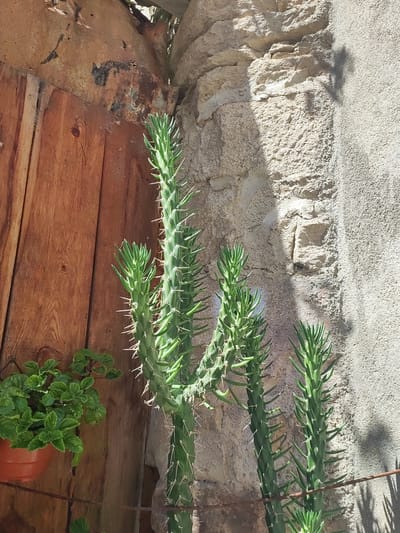 The image shows a close-up of a cactus plant in Lumbrales, Spain. The cactus is green and has many sharp spines. It is growing next to a wooden door and a stone wall. The sunlight is casting a shadow of the cactus onto the wall. There is also a small green plant in a pot hanging on the wooden door.