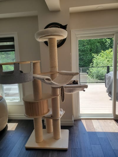 The image shows a multi-level cat tree with several platforms, scratching posts, and a hammock, positioned indoors near a sliding glass door that opens to a wooden deck and lush green trees. On the top platform of the cat tree, a black cat is visible, partially obscured by a round cushion. Another cat, a Siamese, is lying on a hammock on a lower level of the cat tree, near the open doorway. The interior flooring is dark wood, with sunlight casting shadows across it. The scene is in a residential setting, specifically an apartment in Kitchener, Ontario, Canada.