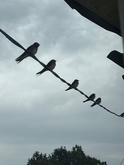 A silhouetted flock of swallows is perched on a wire against a cloudy sky. The birds are positioned at varying intervals along the wire, which is strung diagonally across the frame from the upper left to the lower right. The foreground shows the dark canopy of trees. The scene is likely outdoors, possibly in the village of Bolsholug, Russia, given the presence of trees and a typical rural setting.