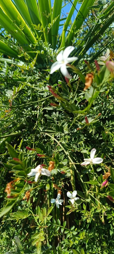 This image presents a close-up, vertical view of dense plant life, consistent with an outdoor garden environment in Forest Hills, Spain. The scene is dominated by a flowering plant featuring multiple small white flowers, each with five petals, distributed across the frame. Numerous pinkish-red flower buds are also interspersed among the foliage. The primary leaves are small, ovate, and green, growing on slender stems. In the upper background, larger, elongated, sword-like green leaves of a different plant species are visible. Patches of clear blue sky are discernible through gaps in the upper vegetation. The illumination indicates direct sunlight, creating bright highlights on the leaves and flowers. No individuals or man-made objects are present within the frame.