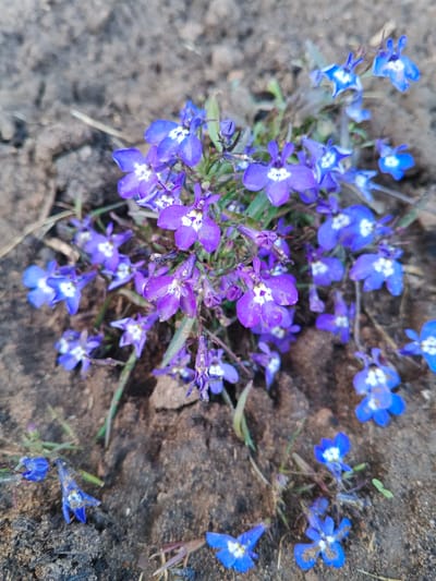 A close-up, top-down view of a cluster of small, delicate blue and purple lobelia flowers growing in dark, dry soil. The flowers have five petals, some with white markings in the center. Several individual flowers have fallen onto the soil. The soil is loose and appears to be in an outdoor setting, possibly a garden bed. There is no indication of any human activity or presence. The scene is devoid of any structures or urban elements, suggesting a natural or cultivated outdoor environment. The location is identified as Ust-Ordynsky, Russia, however, the image itself does not contain any visual cues to confirm this specific geographical location.