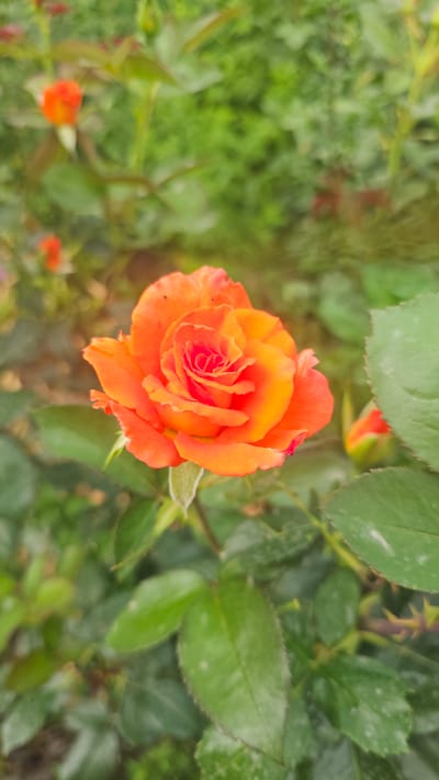 A close-up shot focuses on a vibrant orange rose in bloom, its petals unfurling in intricate layers. The rose is positioned centrally, with a soft, out-of-focus green background composed of leaves and other rose buds. The lighting suggests it is daytime, possibly with dappled sunlight filtering through. No people are visible in the image. The context of a rose garden in Панфилово, Kazakhstan, is provided, indicating the geographical origin of the scene.