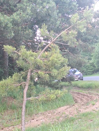 A car is visible on a road, partially obscured by trees. The car appears to be dark in color with its headlights on. The surrounding environment consists of trees, grass, and what looks like tilled soil. The image is taken from a low angle, looking up towards the trees and the road. The lighting suggests it may be dusk or early morning.