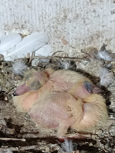 The image shows a close-up view of three newborn pigeon chicks nestled together in a nest. The chicks are covered in fluffy yellow down and appear very young, with their eyes closed and their beaks pink and slightly open. One chick is curled up at the front, with its head facing left and its beak extended. To its right and slightly behind, another chick is nestled, with its head tucked away. A third chick is visible in the background, partially obscured by the others.
The nest is constructed from twigs, grass, and other natural materials, and it is lined with soft downy feathers. White pigeon feathers are scattered around the nest, some of them lying on top of the chicks, suggesting recent activity from the parent birds. The background is out of focus, showing a textured, light-colored surface that might be part of a structure where the nest is built.
The lighting suggests it is daytime, with no specific weather conditions discernible. The overall impression is one of vulnerability and new life. The image is taken from a high angle, looking down into the nest. There is no visible text in the image. The location context is Zakrzewo-Kopijki, Poland, which implies a natural or semi-natural outdoor setting.
