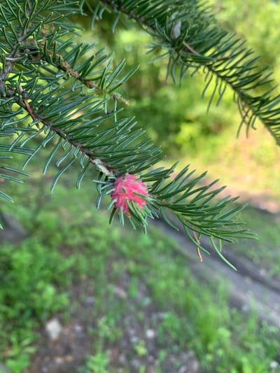 A close-up, eye-level shot focuses on a pine branch with vibrant green needles. A small, pink, ovular structure, possibly an insect egg mass or a developing cone, is attached to the branch. The background is softly blurred, showing a dappled mix of green foliage and earth, hinting at an outdoor, natural setting. The image was captured in Kavalerovo, Russia.