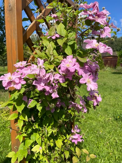 A close-up, eye-level shot captures a wooden lattice structure adorned with a vibrant pink clematis vine. The vine, lush with green leaves, cascades over the lattice, its delicate pink blossoms prominent in the foreground. In the background, a sun-drenched lawn stretches out, dotted with wildflowers. Beyond the lawn, a rustic wooden fence encloses a small garden area, hinting at a suburban or rural setting. The sky above is a brilliant blue, streaked with wispy white clouds, suggesting a clear and pleasant day. The scene, though lacking specific landmarks, evokes a sense of peaceful outdoor living in a locale like Dernopol'e, Russia, where such gardens are common.