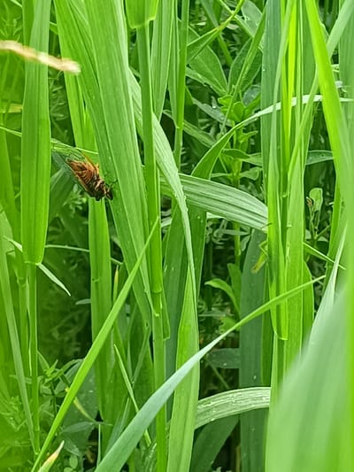 The image depicts a close-up view of tall green grass, likely in a natural or semi-natural setting. A cicada is visible clinging to a blade of grass, its brown and orange body clearly discernible. The cicada is positioned in the center-left of the frame. The background is a blur of more green vegetation, suggesting a dense growth of plants. There are no people or any other discernible objects or activities. The image does not contain any information that would indicate its location in Probuzhdenie, Russia.