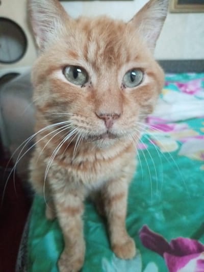 A close-up, full-frame shot shows an orange tabby cat sitting on a multi-colored, floral-patterned surface, likely a bed or sofa. The cat is facing forward, with its head tilted slightly. Its fur is a mixture of light orange and darker orange stripes. The cat has green eyes, prominent white whiskers, and a small pink nose. Two small black specks are visible on its face near its eyes, potentially dirt or moles. The background is softly blurred, showing hints of what might be a wall and a dark object on the left side of the frame. The floral pattern on the surface beneath the cat includes green, pink, and white elements. There is no indication of Pivan, Russia, or any specific urban environment. The image captures the cat's face and upper body.