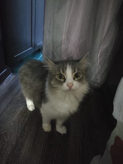 In an indoor setting, a medium-haired cat with grey and white markings sits on a dark wooden floor. The cat is positioned in the center of the frame, looking directly at the camera with bright yellow eyes. Its fur appears slightly disheveled, particularly around its face and chest. To the left of the cat, a dark wooden cabinet is visible, with a sliver of green flooring peeking out from underneath. To the right and behind the cat, sheer grey curtains are draped, obscuring the background. The lighting in the scene is dim, with some areas casting shadows, suggesting it might be evening or a dimly lit room. There are no people or any other discernible objects in the immediate vicinity of the cat. The scene does not provide any specific clues about its location within the city of Массандровский поселковый совет, Ukraine.