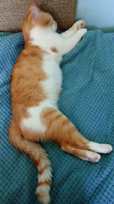 A ginger and white cat is sleeping soundly on a textured teal blanket. The cat is lying on its side, with its body stretched out. Its front paws are extended forward, and its hind legs are bent. The cat's fur is a mixture of orange and white, with distinct orange stripes on its tail and legs. The cat appears relaxed and comfortable. The background shows a portion of a brown couch and a hint of a light blue surface, possibly another part of the furniture or wall. The scene suggests a calm and peaceful indoor environment. There is no visible text in the image. The lighting indicates it is daytime.