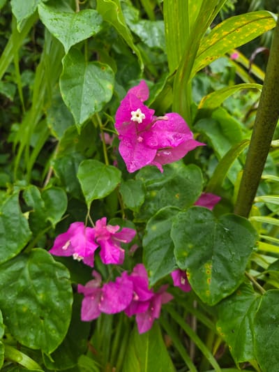 A close-up shot captures a cluster of vibrant pink bougainvillea flowers, glistening with water droplets, set against a backdrop of lush green foliage. The leaves are broad and heart-shaped, some showing slight yellowing or spotting. A thick, green, segmented stem or branch is visible on the right side of the frame, partially obscuring the background vegetation. The overall scene suggests a humid, tropical environment, possibly a garden or natural setting within Koh Toch Village, Cambodia, after a rainfall.