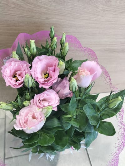 This is a close-up, eye-level shot of a bouquet of pink Eustoma flowers and their green buds, set against a neutral wooden background. The flowers are the primary focus, with several fully bloomed, delicate pink Eustoma blossoms and numerous unopened green buds. The bouquet is partially wrapped in transparent cellophane and a pink, patterned decorative paper, visible at the top and right edges of the image. The green foliage is lush and abundant, contrasting with the soft hues of the flowers. The lighting is even, highlighting the texture of the petals and leaves. The scene appears to be indoors, on a surface that resembles a table or countertop, with a hint of a tiled floor visible at the bottom. There are no people or animals present in the image. The overall impression is one of a fresh, elegantly arranged floral display. The image does not contain any information that would indicate its location in the city of Telenești, Moldova.