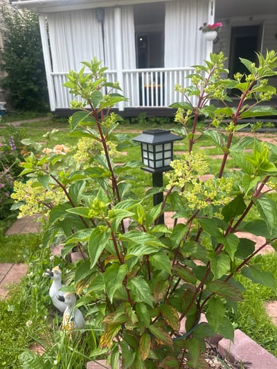 In a garden setting in Лотос Снт (марьино), Russia, a close-up view focuses on a lush green plant with prominent red stems and clusters of small, pale yellow flower buds. The plant is positioned in the foreground, with its leaves and developing blooms filling a significant portion of the frame. Behind the plant, a white railing and white curtains suggest a building, possibly a house or dacha, with a hanging planter containing pink flowers visible on the porch. The ground is covered in green grass, interspersed with reddish-brown paving stones and mulch. A small, black, lantern-style solar light stands behind the plant. Two white ceramic duck garden ornaments are partially visible amongst the foliage and grass to the left of the main plant. The lighting suggests an outdoor daytime scene, likely during daylight hours with diffused sunlight.