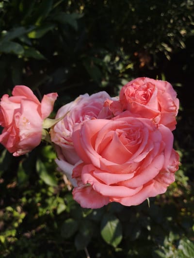 A cluster of delicate pink roses is captured in a close-up shot, with a dark, leafy garden serving as the backdrop. The roses are in various stages of bloom, with some fully unfurled and others still tightly budded. The lighting suggests it is daytime, possibly morning or late afternoon, as sunlight filters through the foliage, casting dappled shadows on the petals. Tiny water droplets can be seen on some of the rose petals, hinting at recent rain or dew. The overall mood is serene and natural, highlighting the beauty of these flowers in their outdoor setting. The background is blurred, focusing attention on the intricate details and soft hues of the roses. No people or text are visible in the image. The location context provided is Baryshivka, Ukraine.
