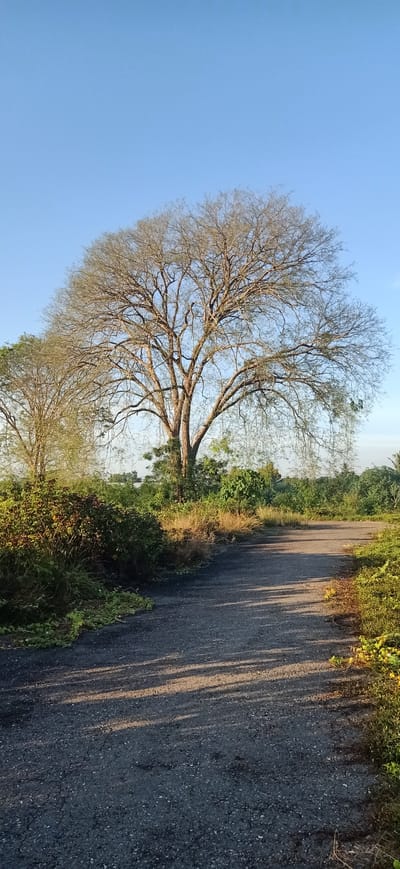 The image depicts a tranquil, rural road in Uteungeulinggang, Indonesia, bathed in the soft light of early morning or late afternoon. A large, deciduous tree, its branches bare of leaves, dominates the center of the frame, casting long, dappled shadows across the asphalt road. To the left and right of the road, lush green vegetation and bushes thrive, indicating a fertile environment. The sky above is a clear, pale blue. There are no people or animals visible in the scene. The overall impression is one of peaceful, natural beauty, characteristic of a serene countryside setting.