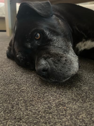 This media file is a close-up, low-angle shot of a black dog, possibly a Labrador or a similar breed. The dog is lying down on a textured, dark grey carpet. Its head is turned towards the camera, with one eye visible. The eye is brown with a distinct pupil. The dog's muzzle is dusted with grey hairs, suggesting it may be older. There is a patch of white fur visible on the dog's upper back or neck, partially obscured by its head. The lighting suggests an indoor environment, likely during the day given the brightness of the visible eye. The overall mood appears calm and relaxed. The image is oriented sideways, with the dog's head on the left side of the frame. There is no visible text in the image. The location context provided is Kortrijk, Belgium.
