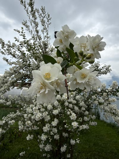 The image shows a close-up view of a blooming white jasmine bush in Yakshur-Bod'ya, Russia. The bush is densely covered in white flowers, with some buds visible. The flowers are delicate and appear to have multiple petals and yellow centers. The background is a cloudy sky and a blurred green lawn, suggesting an outdoor setting. The image captures the natural beauty of the flora in the region.