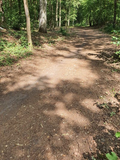 The image depicts a woodland path in Falkensee, Germany. The path, composed of dirt and fallen leaves, curves gently into the distance, disappearing between dense trees on either side. Sunlight filters through the canopy, casting dappled shadows across the path and the forest floor, which is covered in a thick layer of pine needles, leaves, and twigs. The trees are tall and mature, with lush green foliage overhead. Small plants and undergrowth are visible along the edges of the path. No people or animals are present in the scene. The atmosphere is tranquil and natural.