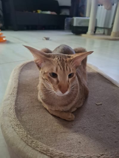 This is a medium-shot, portrait-oriented photograph of an orange tabby cat lying down on a textured, beige surface. The cat is looking upwards and slightly to the left with its head tilted. Its ears are large and pointed, and its eyes are dark and alert. The cat's fur is short and striped, typical of an orange tabby. The surface it is lying on appears to be a cushion or a piece of furniture with a coarse fabric texture. In the background, a blurred image shows shelves with various items, suggesting an indoor setting. There are also some vertical elements that could be part of a rack or furniture. The lighting appears to be artificial, casting some shadows and highlighting the cat's features. The overall impression is a candid shot of a cat relaxing indoors.