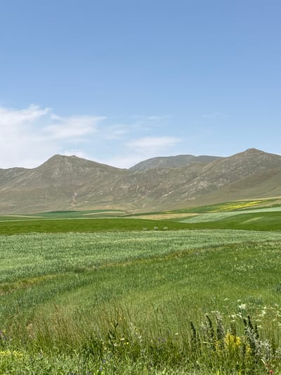 The image displays a wide landscape scene situated in Jamshlu, Armenia. The sky occupies the upper portion, exhibiting a clear, light blue hue with minimal, wispy white cloud formations. The background features a range of multi-peaked mountains with rounded contours, presenting a color palette of olive green and light brown, indicative of sparse vegetation and exposed rock. The midground is characterized by expansive, undulating agricultural fields segmented into various parcels, showing different shades of green, with some areas appearing lighter green and others a more intense, darker green. A distinct section within these fields exhibits a yellowish-green coloration. The foreground consists of a dense, vibrant green field, likely cultivated crops, with visible individual stalks. The very bottom of the frame reveals a narrow strip of mixed wild vegetation, including taller, dried stalks and various small wildflowers in white, yellow, and faint purple tones. No human subjects, animals, or man-made structures are present or discernible within the scene. The overall environment suggests an expansive, unpopulated agricultural or pastoral area.