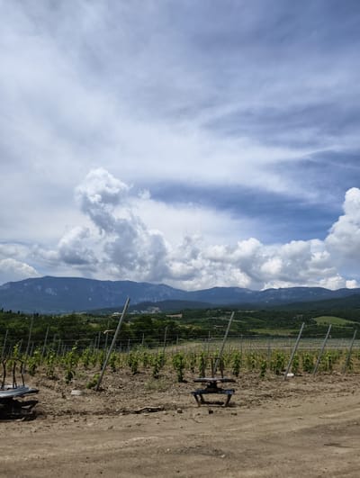 The image shows a vineyard with rows of young grapevines in Lavrovoe, Ukraine. The vineyard is on a slight incline, with mountains in the background. The sky is cloudy with patches of blue. In the foreground, there is a dirt road and some farming equipment. The overall impression is one of agricultural activity in a rural setting.