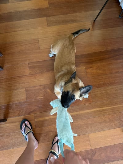 A tan-colored dog with black markings on its face and ears lies on a polished wooden floor, gripping a light blue plush toy in its mouth. The dog's body is extended, and its tail is slightly curled. In the foreground, a person wearing black flip-flops with gold accents is visible, holding one end of the toy. The environment appears to be indoors, with the wooden floor occupying the majority of the frame. There is no visible indication of the city of Montgó, Spain, or any outdoor elements.