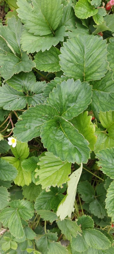 This is a close-up, vertically oriented photograph of lush green strawberry plant leaves. The leaves are varied in size and shape, with serrated edges and prominent veins. Some leaves show minor damage, such as small holes and chewed edges. In the lower left quadrant, a single white strawberry blossom with a yellow center is visible. The background is a blur of darker green foliage and hints of brown earth, suggesting an outdoor setting. The image is devoid of any human presence or urban elements, thus no specific location within Vichuga, Russia can be inferred.