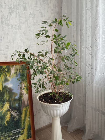 An indoor scene depicts a potted ficus tree with green leaves and brown branches, placed in a white fluted planter on a white pedestal. To the left of the planter is a framed landscape painting with a wooden frame, showing a body of water and lush greenery. The background features a textured grey wallpaper on the left and a translucent white curtain with a marbled pattern on the right. The floor appears to be made of light-colored wood planks. The scene is lit from above and to the right, casting subtle shadows. The overall impression is one of a domestic interior. The location is identified as Альхоўскі сельскі Савет, Belarus.