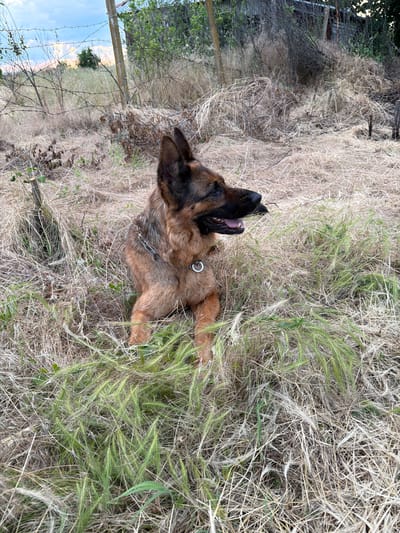 A German Shepherd dog is lying down in dry, grassy terrain. The dog is facing to the right, with its mouth slightly open and tongue visible. It is wearing a metal chain collar. The background consists of dry grass, some green vegetation, and a wooden fence with barbed wire. The sky is visible in the upper left corner, with some clouds. The scene appears to be outdoors, possibly in a rural area or undeveloped land.