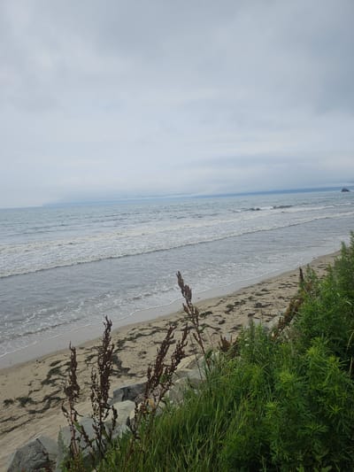 A wide shot captures a cloudy day at a beach, with the ocean meeting the sand. The foreground is dominated by lush green vegetation and some dry, brown stalks of plants, with large grey rocks at the base. The sand appears damp in places and has scattered pieces of seaweed. Gentle waves are breaking on the shore, creating a line of white foam. In the distance, the ocean stretches to the horizon, where a faint landmass can be seen shrouded in mist. The sky is overcast with uniform grey clouds. There are no people or animals visible in the scene. The environment suggests a natural, somewhat wild coastal area. The location is identified as Fokino, Russia.
