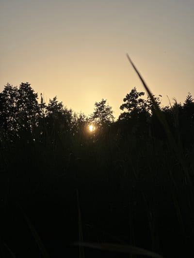 The image depicts a sunset scene with the sun partially obscured by trees and tall grass. The sky is a gradient of pale yellow to a lighter hue towards the top. Silhouettes of trees form a dark band across the middle ground, with the sun's rays peeking through the foliage, creating a lens flare effect. In the foreground, tall, dark grass occupies the lower portion of the frame, obscuring the ground. The image appears to have been taken outdoors in a natural setting, possibly a field or a park. No people or specific landmarks are visible to pinpoint a location within Romanivka, Ukraine.
