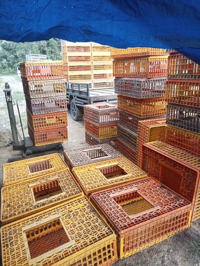 The image depicts a large collection of stacked, empty, plastic poultry transport crates of varying colors (yellow, orange, gray) outdoors in Rungkom, Indonesia. The crates are arranged in uneven stacks, with some placed on the ground and others elevated by a black hydraulic jack. A small, flatbed truck is visible in the background. The scene is partially covered by a blue tarpaulin. Trees are visible in the distance. No people are visible.