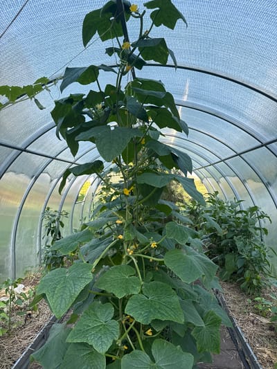 The image shows the interior of a greenhouse with a large cucumber plant growing vertically. The greenhouse has a curved, transparent or translucent roof supported by metal arches. The cucumber plant has large, green leaves and several small yellow flowers. In the background, other plants, including what appear to be pepper plants and other leafy green vegetables, are visible. The ground inside the greenhouse is covered with straw or mulch. The image is taken from a low angle, looking up towards the roof and the top of the cucumber plant. The location is described as the city of Bolshiye Ozerki, Russia.