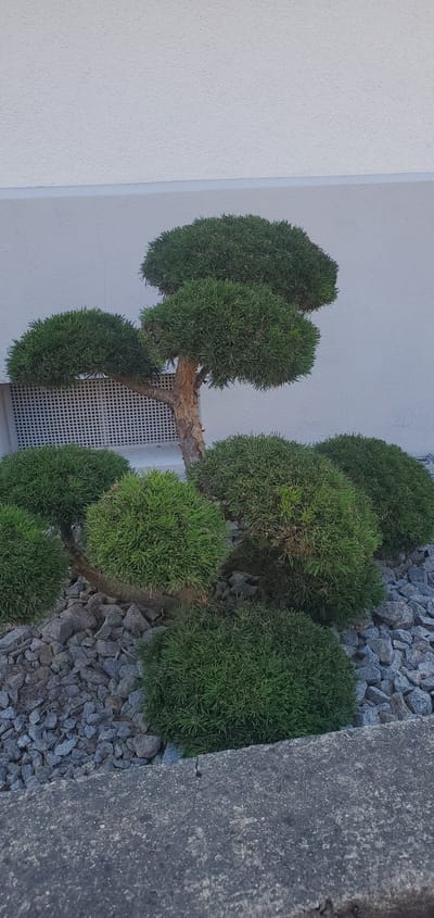 The image shows a close-up of a well-maintained bonsai tree and surrounding landscaping. The bonsai tree, characterized by its dense, evergreen foliage shaped into rounded masses, stands in front of a textured white wall. To the left of the tree, a white grid vent is visible against the wall. The base of the tree and the surrounding area are covered in small, grey, angular stones, suggesting a dry garden or rockery design. Several smaller, similarly shaped green shrubs are positioned around the base of the bonsai, also nestled within the grey stones. The foreground shows a concrete or stone border, indicating the edge of a walkway or garden bed. The lighting suggests it is daytime, with soft shadows. There are no people or animals present in the image. The scene is likely an outdoor ornamental garden setting, possibly in a residential or public space within the city of Achern, Germany.