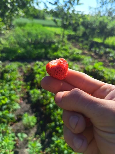 A close-up, eye-level shot features a human hand holding a single, partially eaten strawberry between the index finger and thumb. The strawberry is bright red, with visible seeds, and a bite taken out of its tip. The hand is lightly tanned with short fingernails. The background is a sun-drenched strawberry field in Egorovca, Moldova, with lush green strawberry plants and dark soil stretching into the distance. The upper portion of the image shows the soft, out-of-focus bokeh effect of green trees and a bright blue sky. The lighting suggests a sunny day.