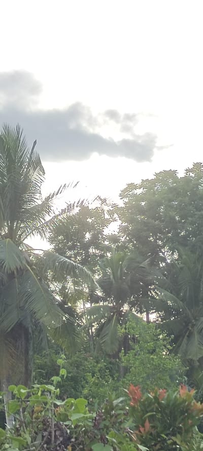 This is a vertical, medium-range photograph of a dense tropical landscape in Aluekeujruen, Indonesia, taken on an overcast day with bright sunlight filtering through the clouds and foliage. The foreground features a variety of green leafy plants and shrubs, with some darker, dried foliage visible at the bottom. In the mid-ground and background, numerous palm trees with their fronds are prominent, interspersed with a variety of other lush green trees and vegetation. The sky above is a bright, washed-out white, with dark gray clouds creating a dappled effect. The overall impression is one of thick, verdant growth under a diffused, bright sky. There are no people or animals visible in the image.