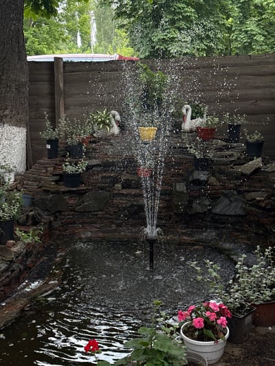 An outdoor garden scene in Zviahel, Ukraine, depicts an active water fountain feature surrounded by a tiered rock wall and various potted plants. In the center, a dark-colored fountain mechanism projects multiple streams of water upwards, creating a dense spray of illuminated droplets that fall back into an irregularly shaped, dark water pool at the base. The pool's surface shows ripples and reflections of light. A single red flower is visible near the bottom left edge of the water pool.
Behind the fountain, a multi-tiered wall constructed from flat, reddish-brown and dark grey rocks serves as a backdrop, with visible water cascading or dripping down its surfaces. Several potted plants, many with small, light green or silverish leaves, are strategically placed on these rock tiers and on the ground around the feature. Specific pots include a yellow pot positioned high on the left, a terracotta pot near the center, and various black and white pots. Two white swan-shaped garden figurines are situated on the upper tiers of the rock wall, one on each side of the fountain's central axis.
To the immediate rear of the rock wall is a dark wooden fence composed of horizontal planks, with a prominent vertical wooden post visible on the left side. Above the fence and extending into the upper portion of the frame, dense green foliage from numerous trees and bushes indicates a lush natural environment. A segment of a building's roof, appearing to be red and white or light blue, is visible above the fence on the upper left. On the far left, a large tree trunk with textured bark, partially painted white at its base, extends vertically. In the bottom right foreground, a white pot containing vibrant pink flowering plants is visible alongside other potted greenery. No individuals are present in the scene.